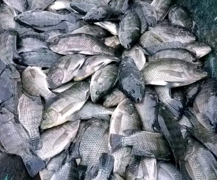 Bac hors sol pour élevage des poissons