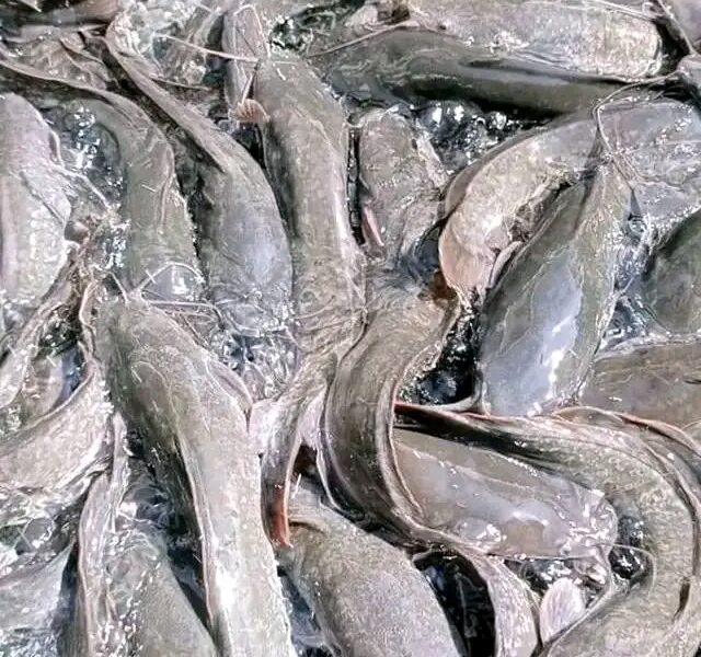 Bac hors sol pour élevage des poissons