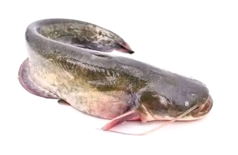 Bac hors sol pour élevage des poissons